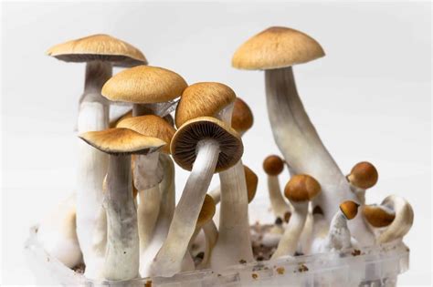 A Beginner S Guide How To Grow Psilocybin Mushrooms At Home