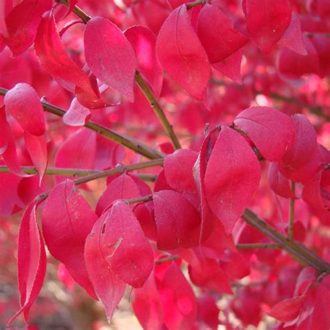 Compacta Burning Bush Euonymus Alatus Compactus Hardy Shrub With