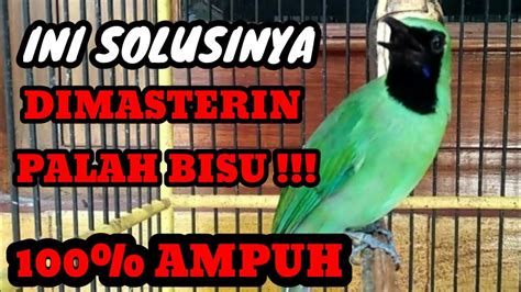 Masteran Cucak Ijo Gacor Paling Ampuh Digunakan Untuk Pancingan Cucak