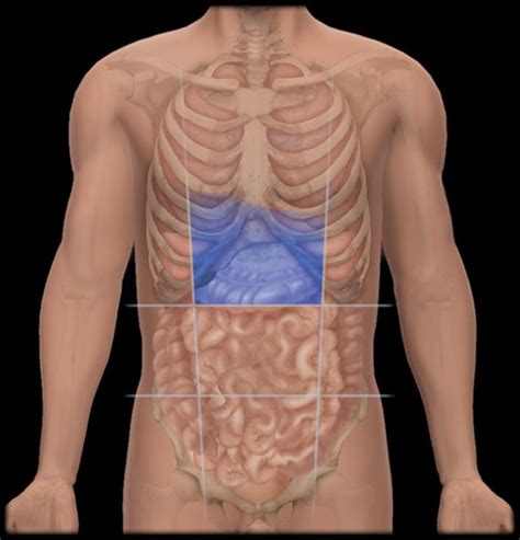 Anatomy And Physiology I Abdominal Regions Flashcards Quizlet