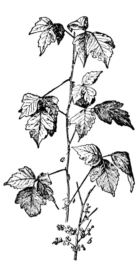 Printable Pictures Of Poison Ivy Plant