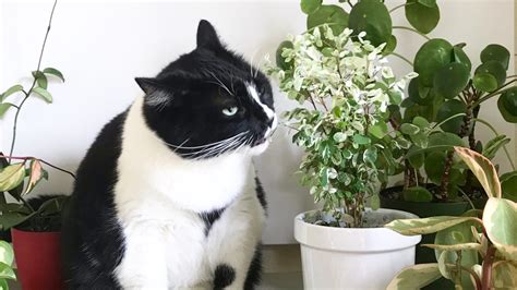 Pet Friendly Plants Archives - Leaf and Paw