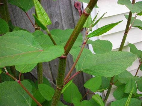 17 Best images about Japanese Knotweed Damage on Pinterest | It is ...