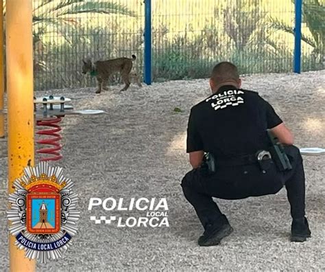 El lince ibérico Tiko sorprende a Lorca al aventurarse en el corazón de