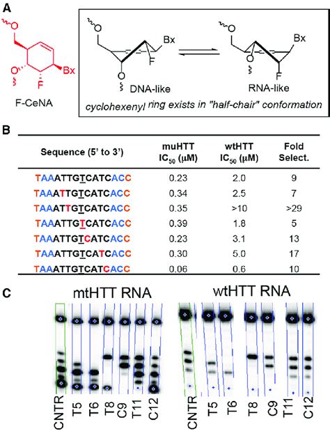 Cell Culture Potency And Rnase H Cleavage Patterns For F Cena