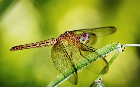 1680x1050 Dragonfly, Wings, Insect wallpaper JPG - Coolwallpapers.me!