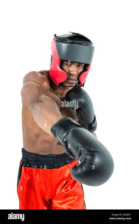 Boxer Performing Upright Stance Stock Photo Alamy