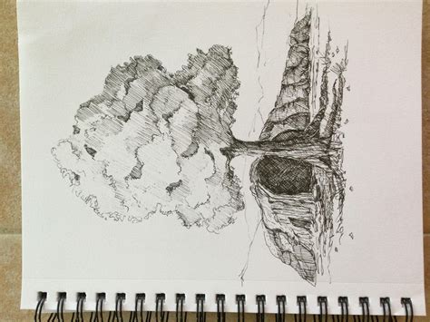 Tree Trunk Drawings In Pencil