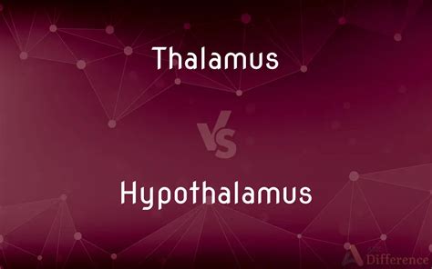 Thalamus Vs Hypothalamus — Whats The Difference