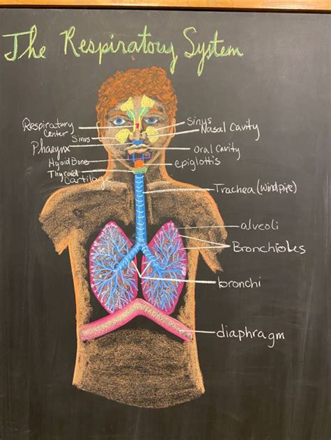 Th Grade Physiology Respiratory System Seventh Grade Chalkboard