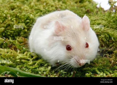 Djungarian Hamster Phodopus Sungorus Red Eyed Stock Photo Alamy