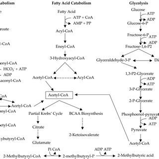 Comparison Of Pathway Motifs Of The BCAA Catabolic Pathway To Those Of