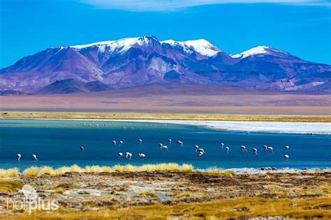 Book Atacama Salt Flat And Altiplanic Lagoons” Tour Departure From San