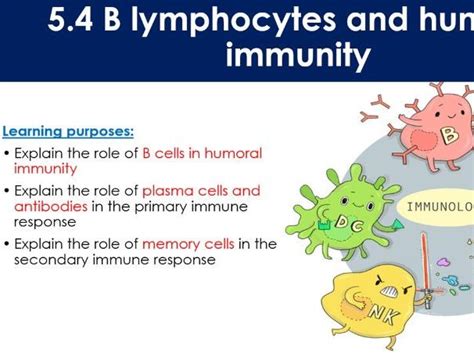 Aqa A Level B Lymphocytes And Humoral Immunity Teaching Resources