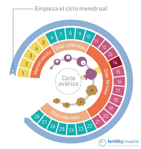 Fases Del Ciclo Menstrual De La Mujer Notiespartano Fases Del Ciclo