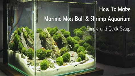 How To Make Marimo Moss Ball Shrimp Aquarium Simple And Quick Setup