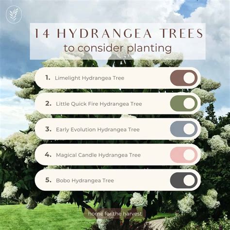 14 hydrangea tree varieties 🌳🌸 Discovering the blooming stars of the garden