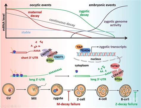 Nature子刊：人类卵子和受精卵中母源mrna的降解规律及其与发育潜能的相关性 学术资讯 科技工作者之家
