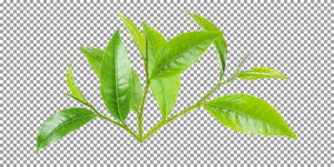 Premium PSD Fresh Green Tea Leaf With Transparent Background