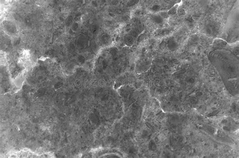 Grey Marble Texture With Delicate Veins Stock Photo Image Of Floor