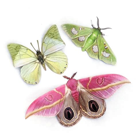 Limelight Moth Set Moth & Myth – Joli Jardin