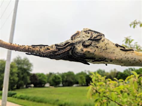 What Kind Of Bug Is Making These Huge Cocoons In Trees [madison Wi