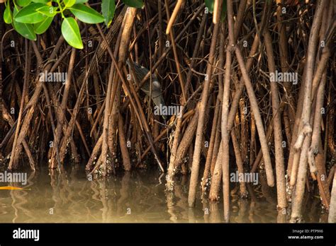 Pichavaram Mangrove Forest! Stock Photo - Alamy