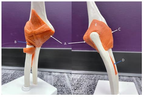 Gross Lab Practical 2 Elbow Model Diagram Quizlet