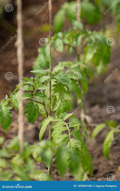 Tomato Stem Stock Photo 52285410