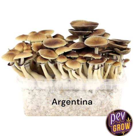 Pan de Setas Argentina Compra Kit Hongos Mágicos Argentina en PevGrow