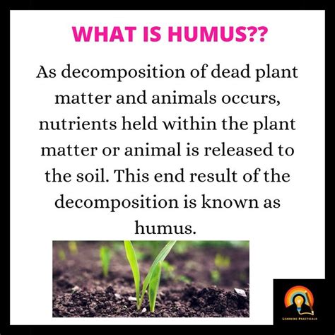 Humus Definition For Grade 3 At Steven Hoopes Blog