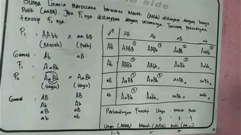 Kriptomeri Penyimpangan Semu Hukum Mendel Biologi Kelas Xii Youtube