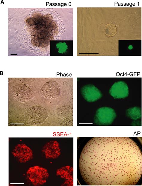 Oct4 Induced Pluripotency In Adult Neural Stem Cells Cell