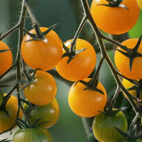 Tomato Seeds Golden Crown Golden Crown Tomato Seeds Grow Sow Greener