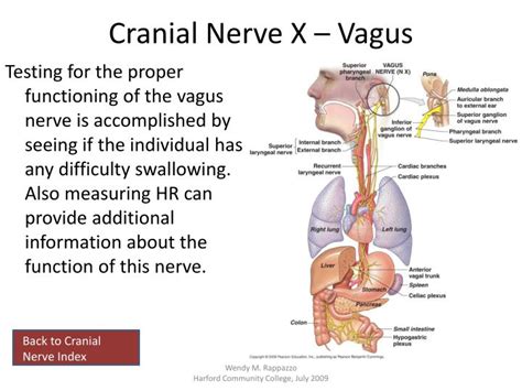 PPT Cranial Nerves PowerPoint Presentation ID 2245105