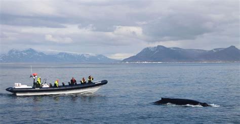 🐋 The 7 Best Iceland Whale Watching Tours [2024 Reviews] | World Guides ...