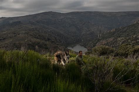 10 000 kilos de aceituna se perderán en Arribes por no haber camino