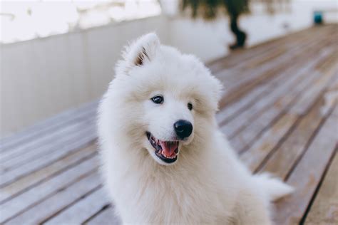 Samoyed Photos, Download The BEST Free Samoyed Stock Photos & HD Images