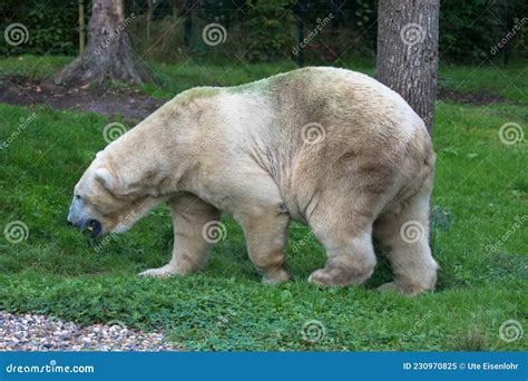 Polar Bear In The Grass In The Zoo Leeuwarden The Netherlands Stock