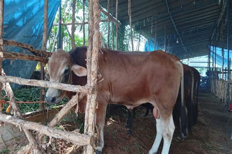 Permintaan Hewan Kurban Di Palembang Mulai Meningkat