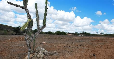 Veja Imagens Da Seca No Nordeste Fotos Uol Not Cias