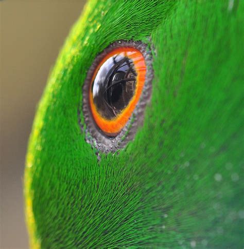 Eclectus Parrot Macro Of The Eye Showing Thrigby Hall Reflection