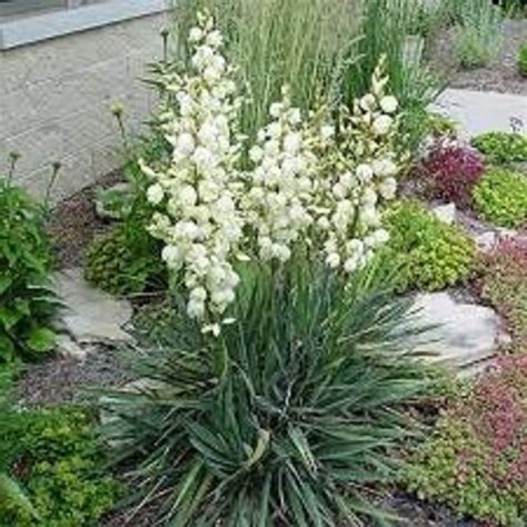 White Yucca Flaccida Plants Ivory Towers Live Starter Plants In Pot