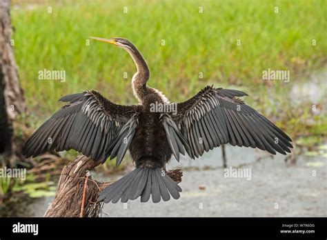 Darter Anhinga Melanogaster Drying Wings Kakadu National Park