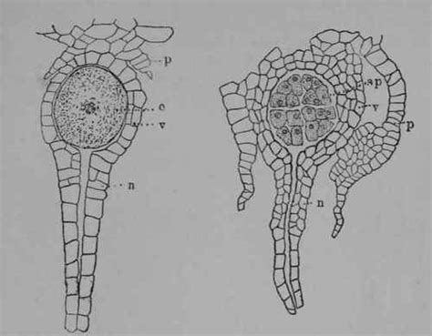 Part 189. The Liverworts Or Hepatics - Plant Life-Histories. Part 3