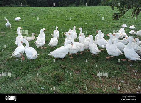 geese breeding Stock Photo - Alamy