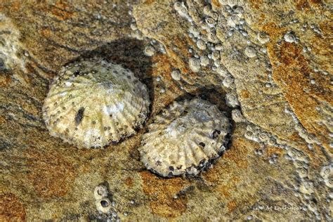 Napfschnecke Naturfotografie G M Dahmen Bilder Fotos