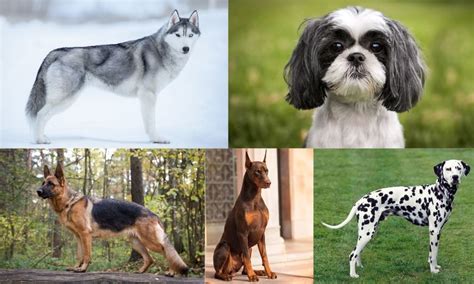 top  dog breeds  india  loyal intelligent animals