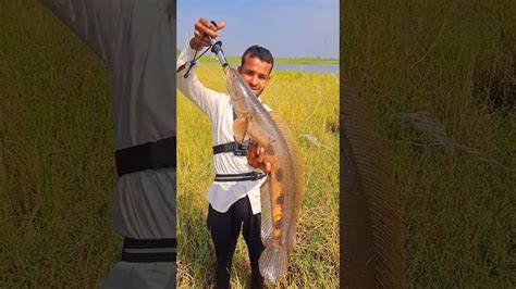 How To Catch Monster Snake Head Fish Best Lure S To Catch Monster