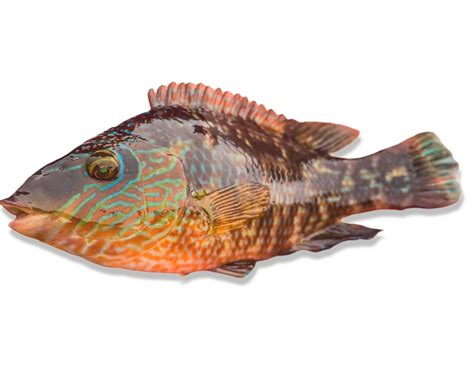 wrasse   cove